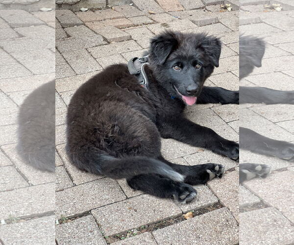 Medium Photo #2 Shepradors Puppy For Sale in Winter Park, CO, USA