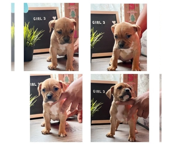 Medium Photo #4 American Bully Puppy For Sale in ROCKFORD, IL, USA