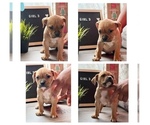 Small Photo #4 American Bully Puppy For Sale in ROCKFORD, IL, USA