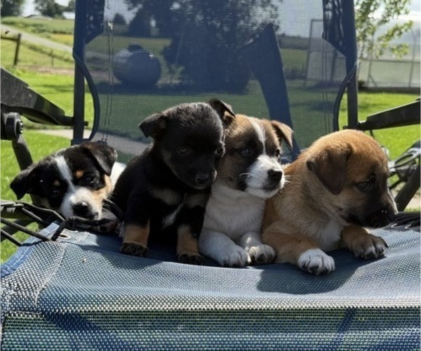 Medium Photo #5 Rat Terrier Puppy For Sale in WITHEE, WI, USA