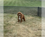 Small Photo #101 Maltipoo Puppy For Sale in WARSAW, IN, USA