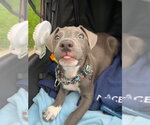 Small #6 American Pit Bull Terrier-Dachshund Mix