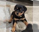 Small #11 Rottweiler