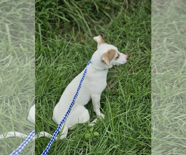 Medium Photo #11 Chiweenie Puppy For Sale in Wakefield, RI, USA