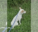 Small #10 Chiweenie