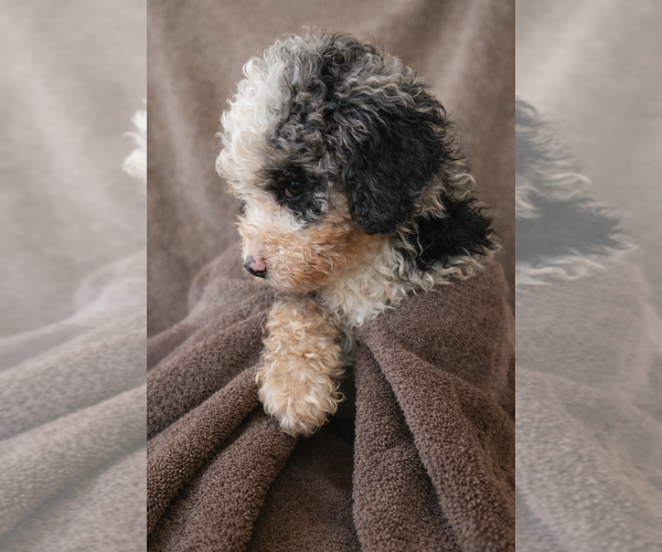 Medium Photo #4 Bernedoodle Puppy For Sale in GREENWOOD, IN, USA