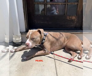 PEARL - Female Staffordshire Bull Terrier-Unknown Mix Dog for Adoption - Photo #2