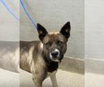Small Akita Mix