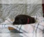 Puppy Mellow Labrador Retriever