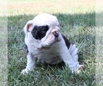 Small Photo #11 English Bulldog Puppy For Sale in HEFLIN, LA, USA