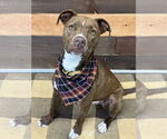 Small #13 American Pit Bull Terrier Mix