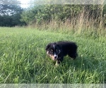 Small Photo #27 Miniature Australian Shepherd Puppy For Sale in BETHANY, IL, USA