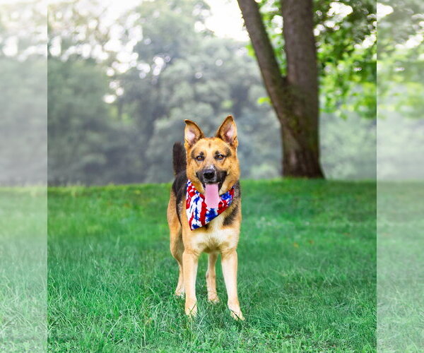 Medium Photo #4 German Shepherd Dog-Unknown Mix Puppy For Sale in Unionville, PA, USA