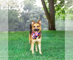 Small #3 German Shepherd Dog Mix
