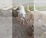 Small #1 Mutt