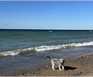 Mother of the Shih-Poo puppies born on 08/17/2025