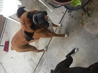 Father of the Boxer puppies born on 11/30/2017