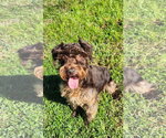 Nutmeg - Female - Mix Dog for Adoption - Small photo