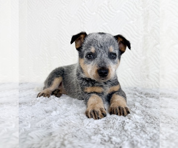 Medium Photo #2 Australian Cattle Dog Puppy For Sale in GREENFIELD, IN, USA