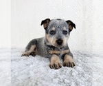 Small #1 Australian Cattle Dog