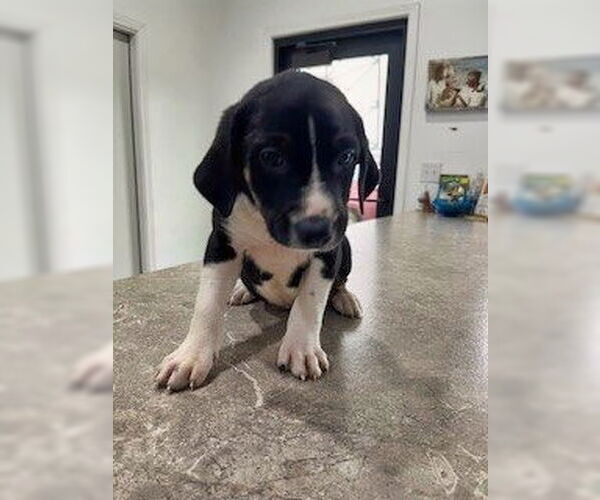 Medium Photo #5 Beagle-Unknown Mix Puppy For Sale in Minneapolis, MN, USA