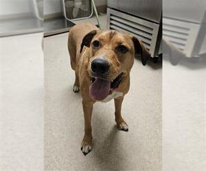 Mastiff-Unknown Mix Dogs for adoption in Bakersfield, CA, USA