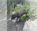 Small Photo #7 Cane Corso Puppy For Sale in HOGANSBURG, NY, USA