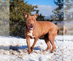 Small Photo #6 American Staffordshire Terrier Puppy For Sale in Albuquerque, NM, USA