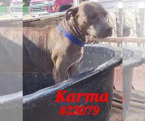 American Pit Bull Terrier Dogs for adoption in Mexia , TX, USA