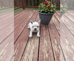Small #7 French Bulldog