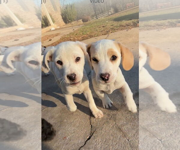 Medium Photo #3 Beagle Puppy For Sale in Harrison, AR, USA