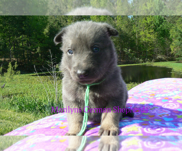 Medium Photo #4 German Shepherd Dog Puppy For Sale in PIEDMONT, MO, USA