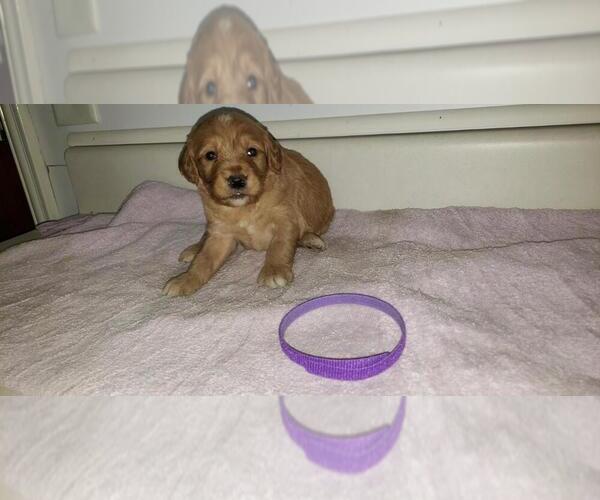 Medium Photo #1 Goldendoodle Puppy For Sale in FROSTPROOF, FL, USA