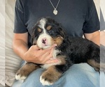 Small Photo #1 Bernese Mountain Dog Puppy For Sale in BERLIN, NJ, USA