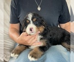 Puppy 1 Bernese Mountain Dog