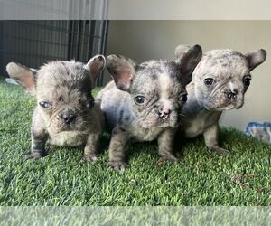 French Bulldog Puppy for sale in SAN DIEGO, CA, USA