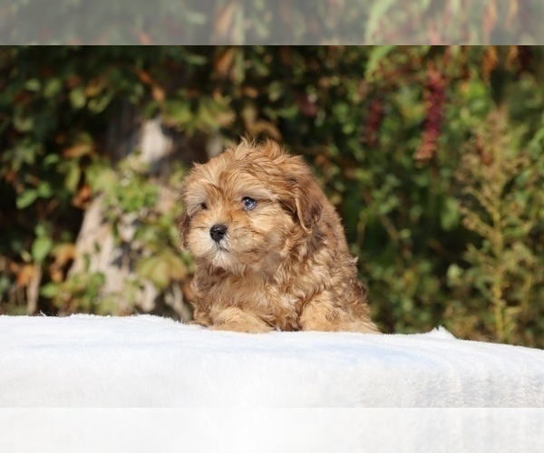 Medium Photo #2 ShihPoo Puppy For Sale in DYERSBURG, TN, USA