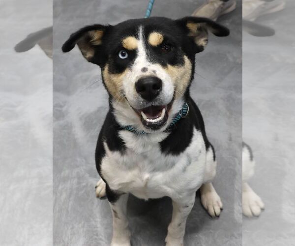 Medium Photo #1 Shepradors Puppy For Sale in Princeton, MN, USA