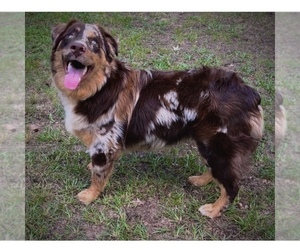 Father of the Australian Mountain Dog puppies born on 05/30/2025
