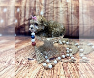 Yo-Chon Puppy for sale in RIPLEY, MS, USA