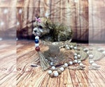 Image preview for Ad Listing. Nickname: Pearl