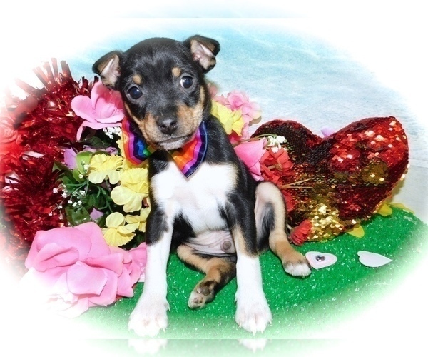 Medium Photo #4 Jack Russell Terrier Puppy For Sale in HAMMOND, IN, USA