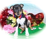 Small Photo #4 Jack Russell Terrier Puppy For Sale in HAMMOND, IN, USA