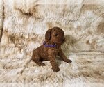 Puppy Purple Collar Poodle (Miniature)
