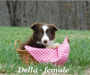 Border Collie Puppy for Sale in CLARKRANGE, Tennessee USA