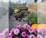 Small Photo #25 Aussiedoodle Puppy For Sale in RUSSELL, IA, USA