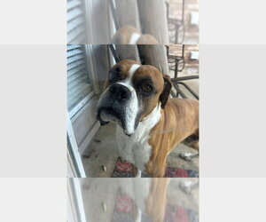 Boxer Dogs for adoption in Austin, TX, USA