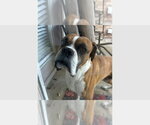 Small Boxer