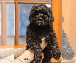 Cock-A-Poo Puppy for sale in MIDDLETOWN, IN, USA