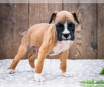 Puppy Phoenix Boxer